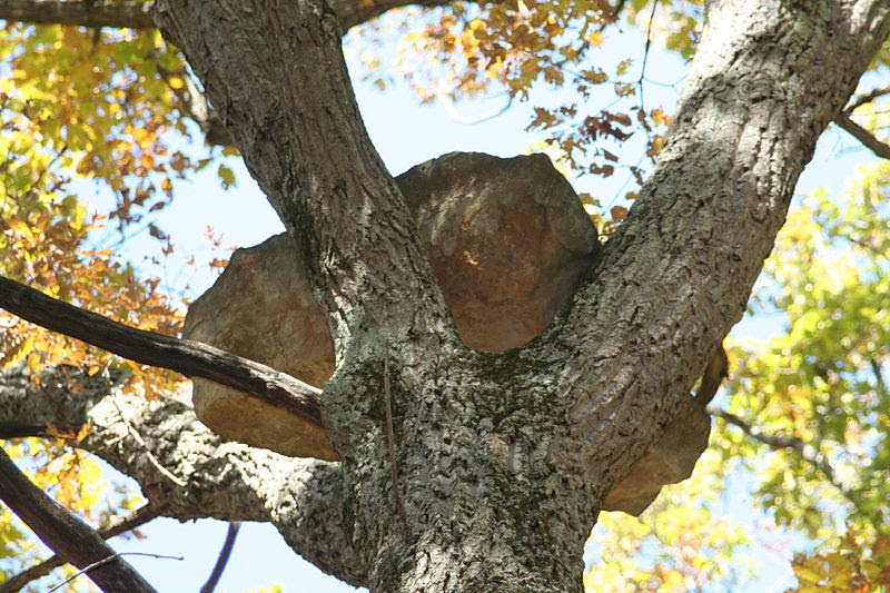 Listening for God Rocks in Trees?