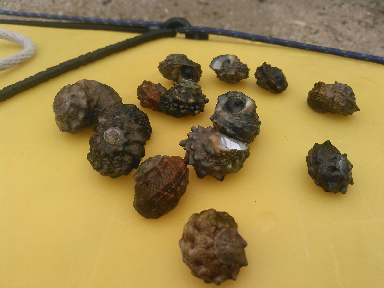 食用貝3 渦巻きのなぞ (Edible shellfish part 3) 沖縄たべもの語り