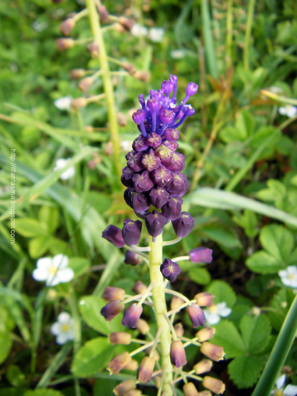 In Nome Dei Fiori Lampascione Cipolla Selvatica