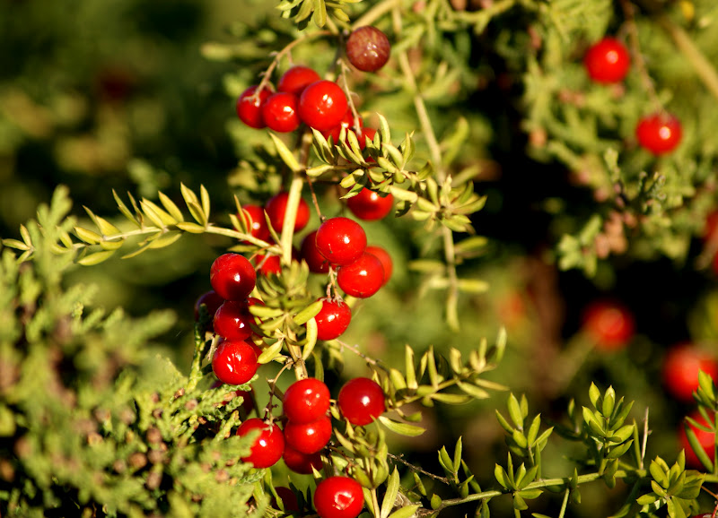 A photo, A thought............ Plant Asparagus fern.....beautiful