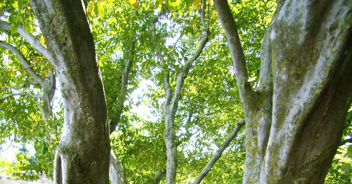 Trout Brook Landscaping JULY Tree of the Month American Hornbeam