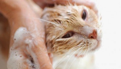 Shampo Kucing memberikan-shampo-kucing_326544