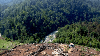 Kumpulan Puisi Alam Tentang Kerusakan Hutan Di Indonesia Kumpulan Puisi Alam Tentang Kerusakan Hutan Di Indonesia