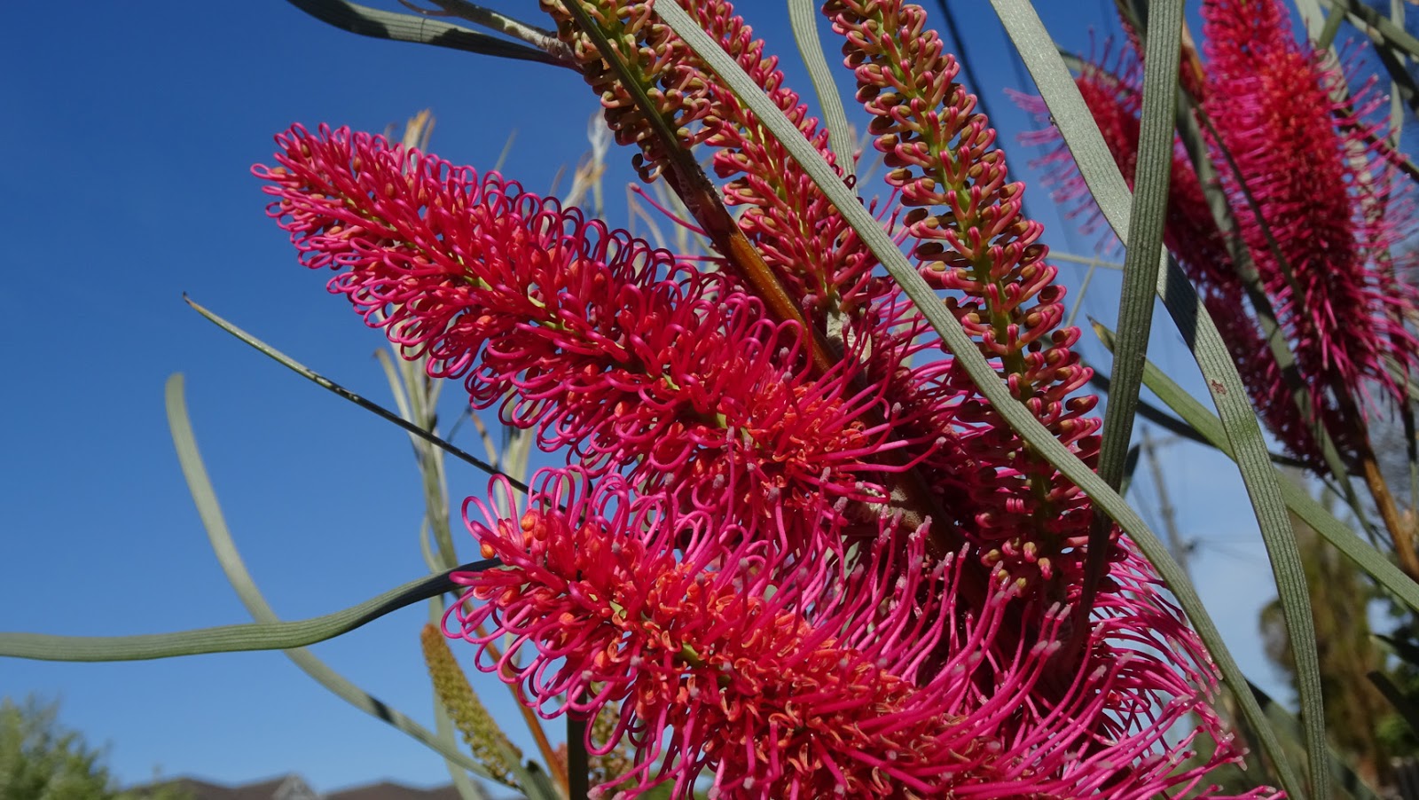MAP MELBOURNE STREET TREES 130 HAKEA BUCCULENTA
