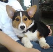 . Daily Corgi about me all the way back in February, when I was still a .