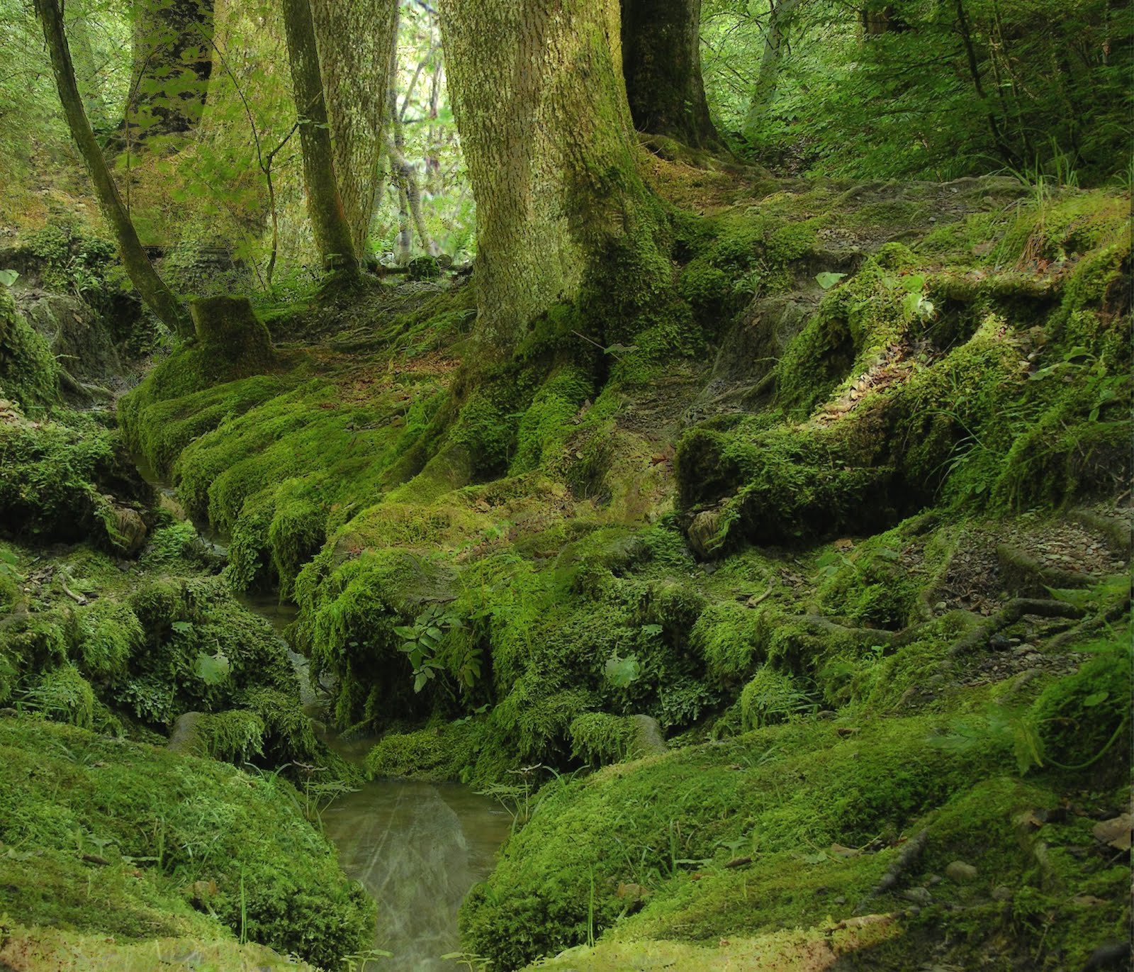 Wallpaper For Desktop Background: Forest wallpaper