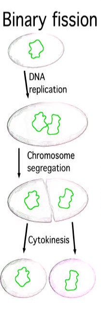 binary fission steps binary fission steps
