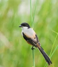 Membedakan Burung Cendet Jantan Dan Betina