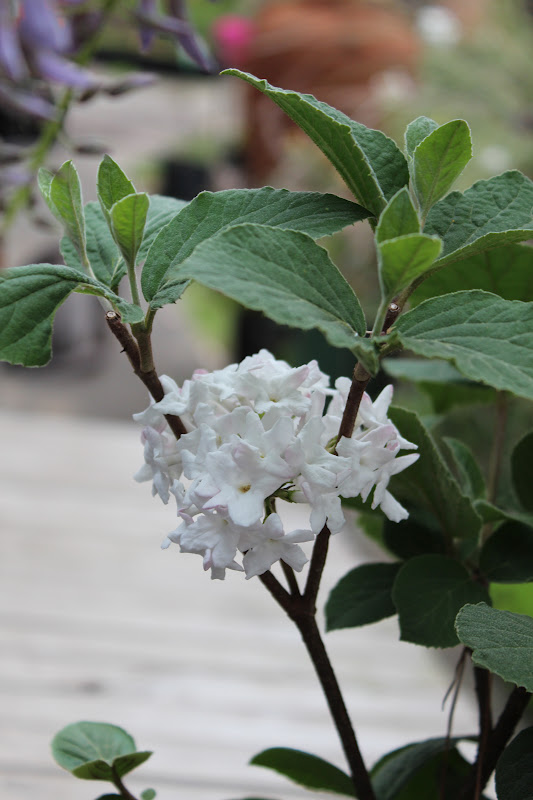 Florez Nursery Viburnum carlesii Koreanspice Viburnum