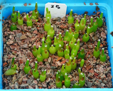 Propagation cacti from seed