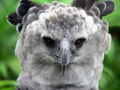 Harpy Eagle Photos 1