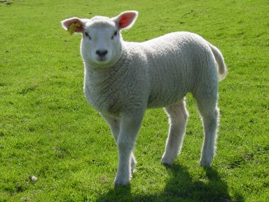 Heart Of Mine The Peter Malick Group Lastfm