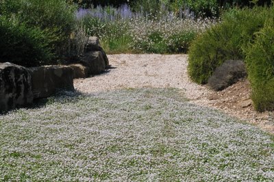 jardinitis: Lippia nodiflora, una alternativa sostenible al césped
