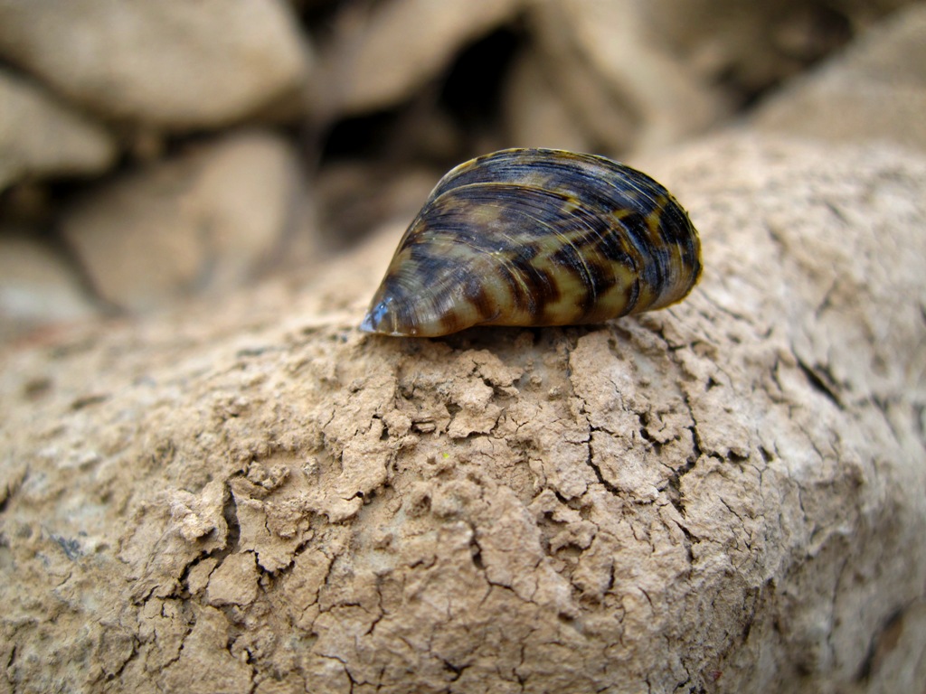 Gary's Outdoor Wanderings2 THE ZEBRA MUSSEL A DANGEROUS MOLLUSK