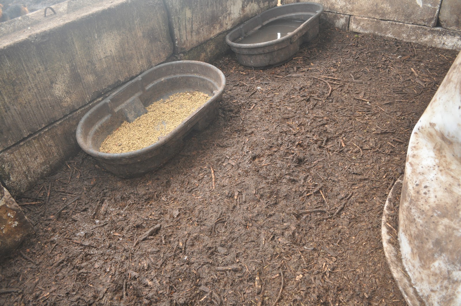 Idee Motivieren Beton pig fattening period shortening deep litter vs