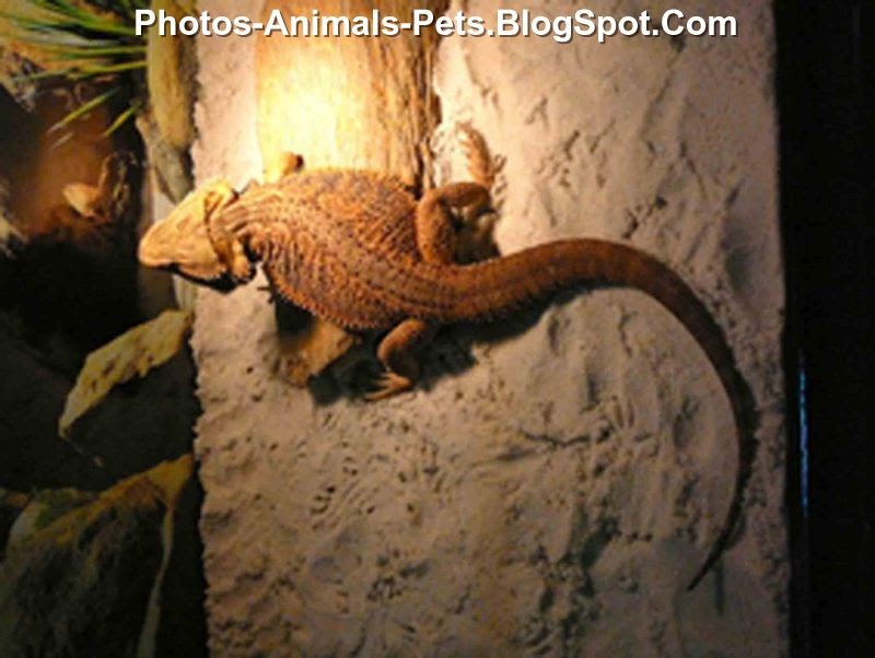 bearded-dragon-red-around-eyes-2.jpg