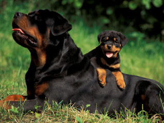 rottweiler dog puppt puppies animal pets picture