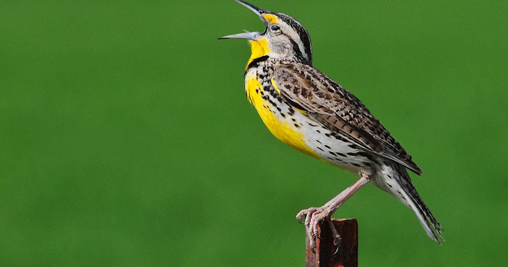 Wyoming Photos Western Meadowlark