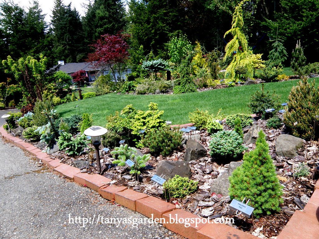 MySecretGarden: Garden of the Conifer Collector. Part 1