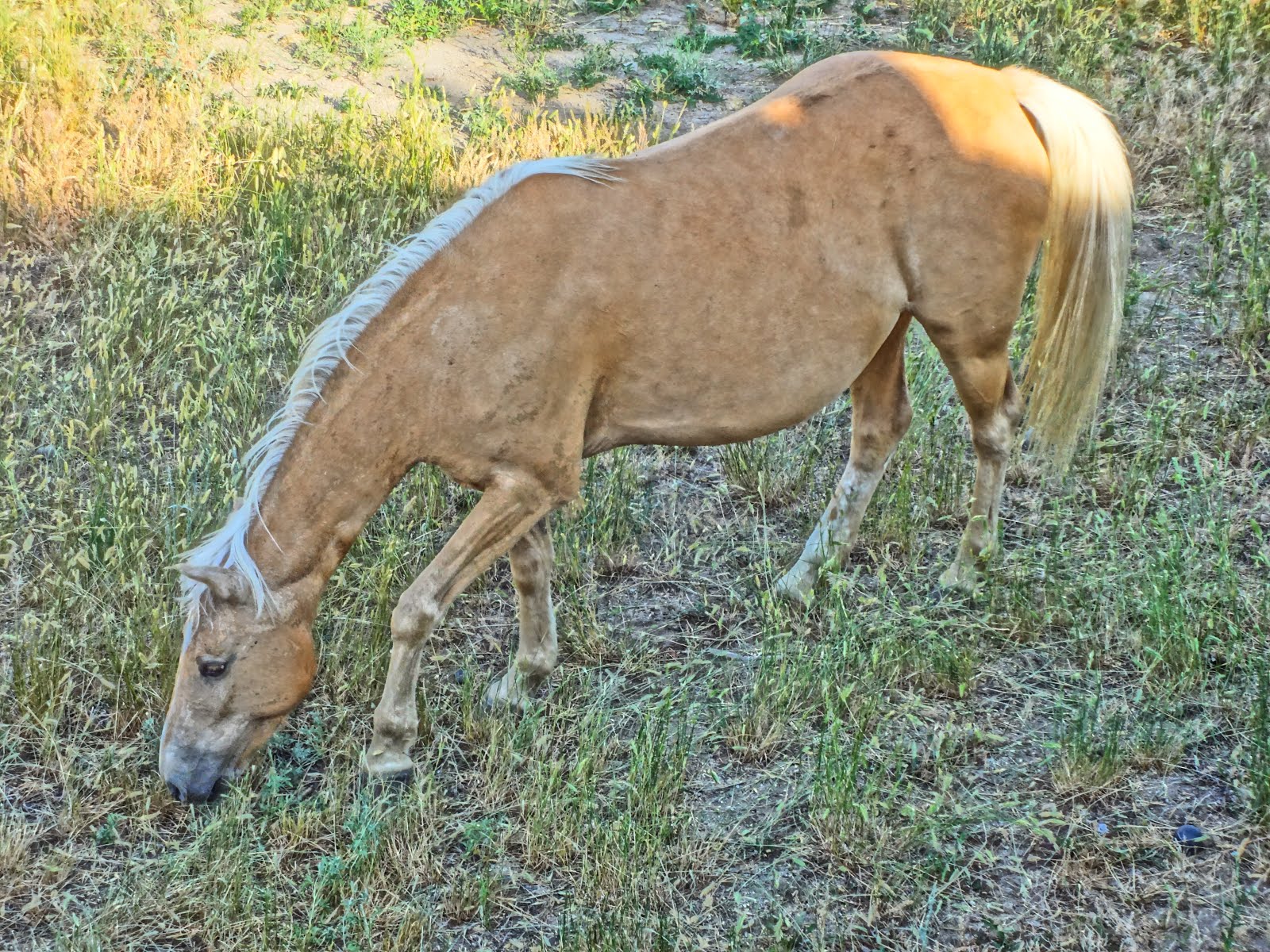 Palomino,