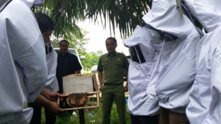 Pengembangan Hasil Hutan Non Kayu Rohil Alih Teknologi Budidaya