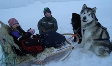 Här är en stor malamute hane jag gett hopp om livet! Han har repat sig grymt