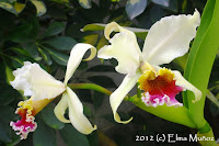 Cattleya rex