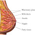 Breast Anatomy