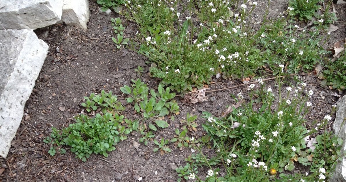 The DIY Guinea Pig Simply Smoking Weed Killer