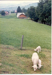The forming and maintaining of sheep