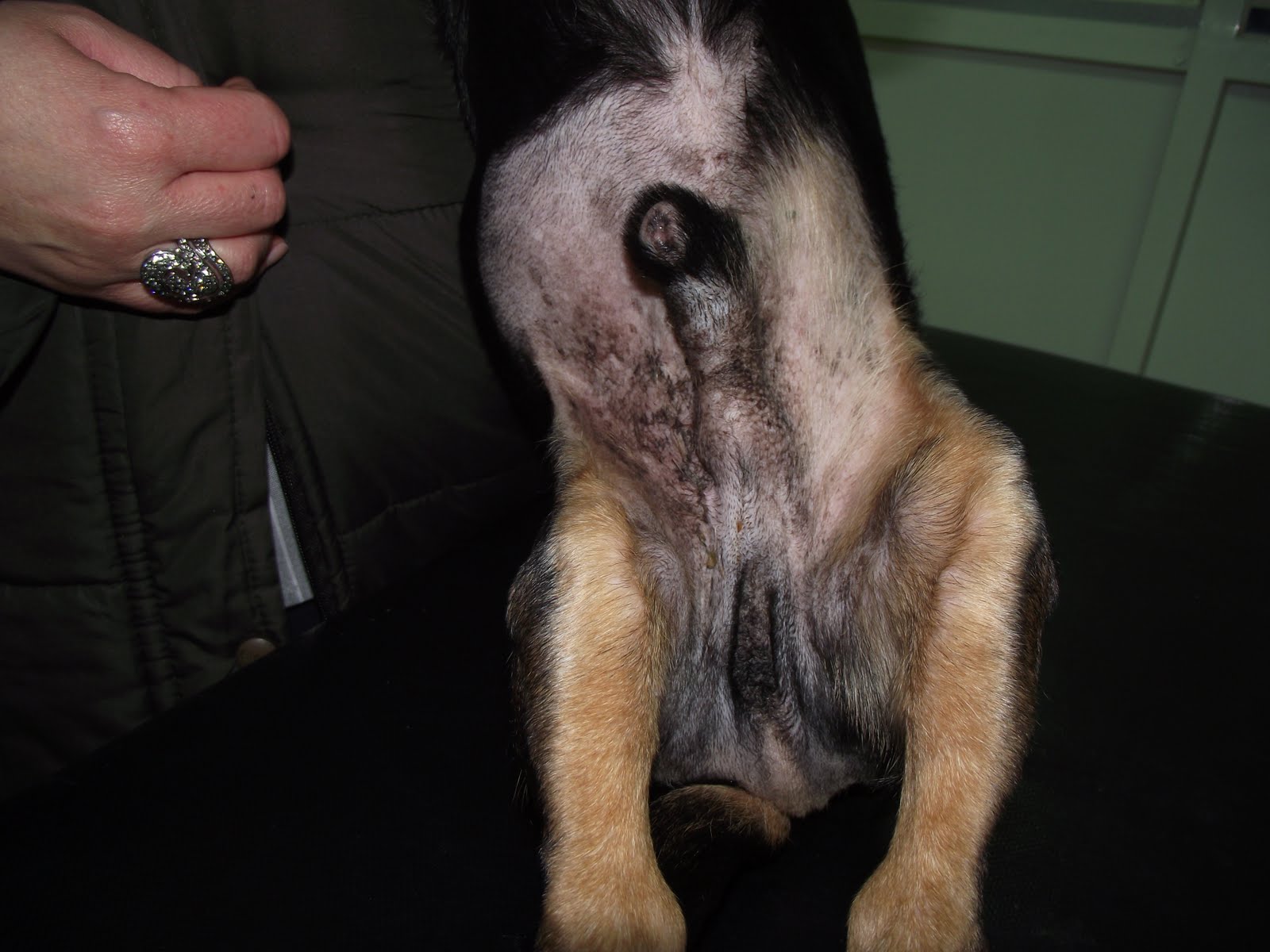 Casos clínicos de veterinaria en pequeños animales: ADENOMA PERIANAL EN