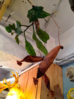 Les Plants IMG 3394 Les Plants