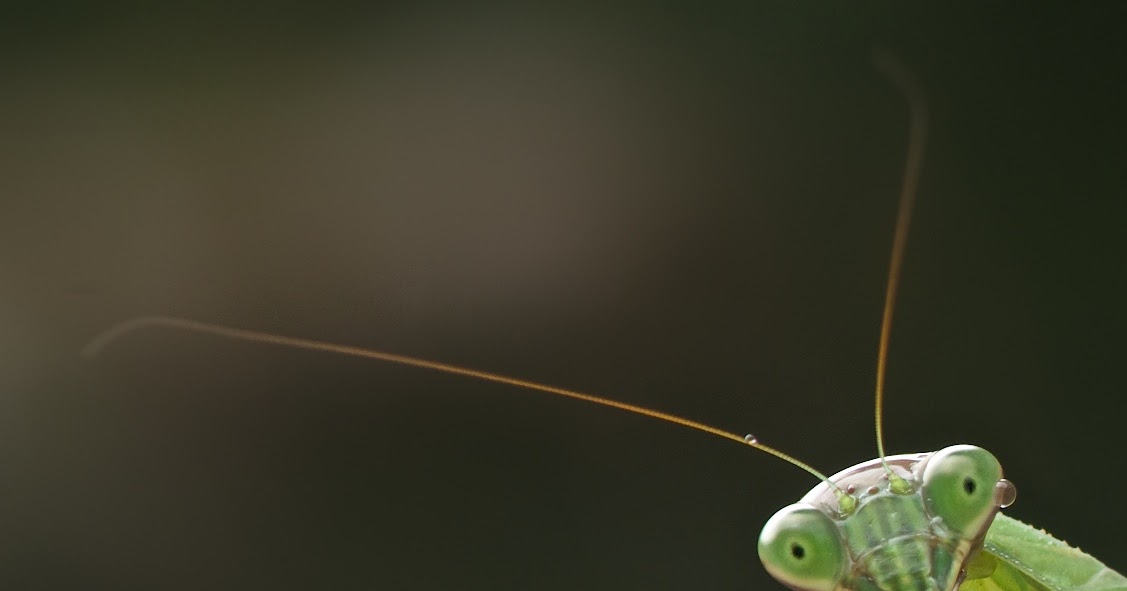 Back in the U.S.A. Praying Mantis with a Drop of Rain