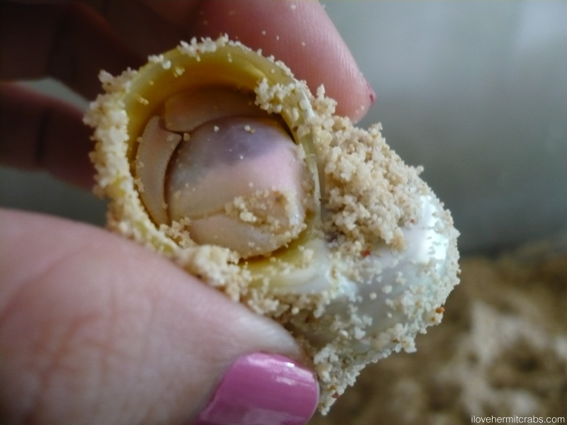Hermit Crabs Molt