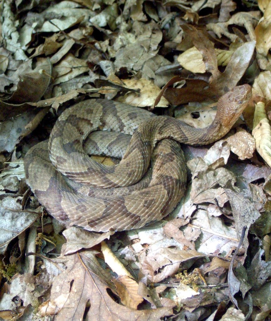 Illinois Botanizer The Venomous Snakes of Illinois