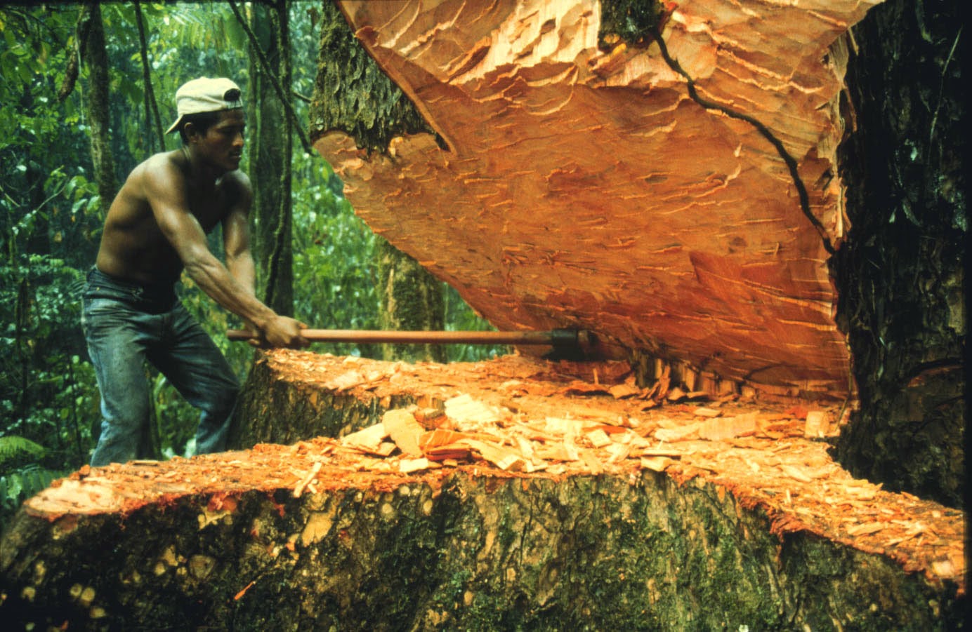 Where do mahogany trees grow?