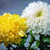Crisântemo~Flor popular no Japão