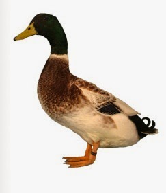 Gambar Info Ternak Jenis Bebek Itik Dunia Gambar Poultrykeeper Abacot