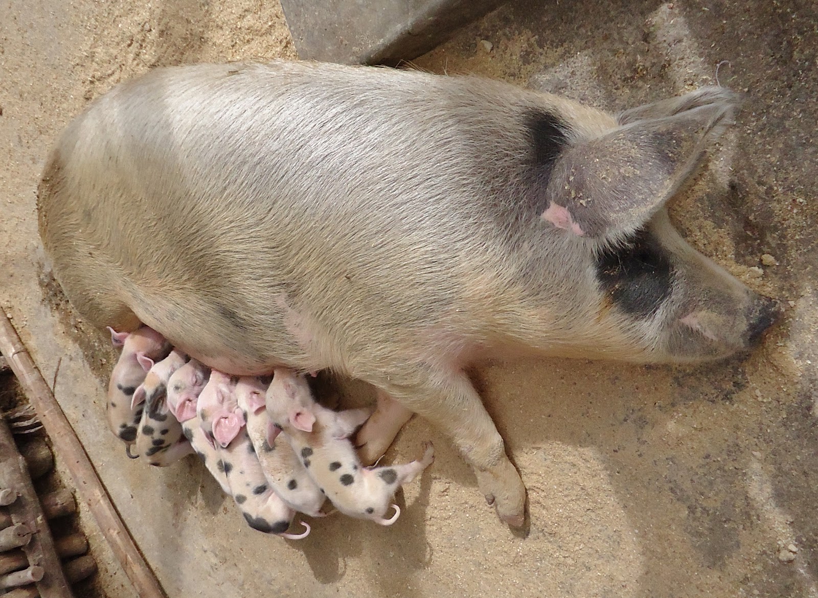 mama pig