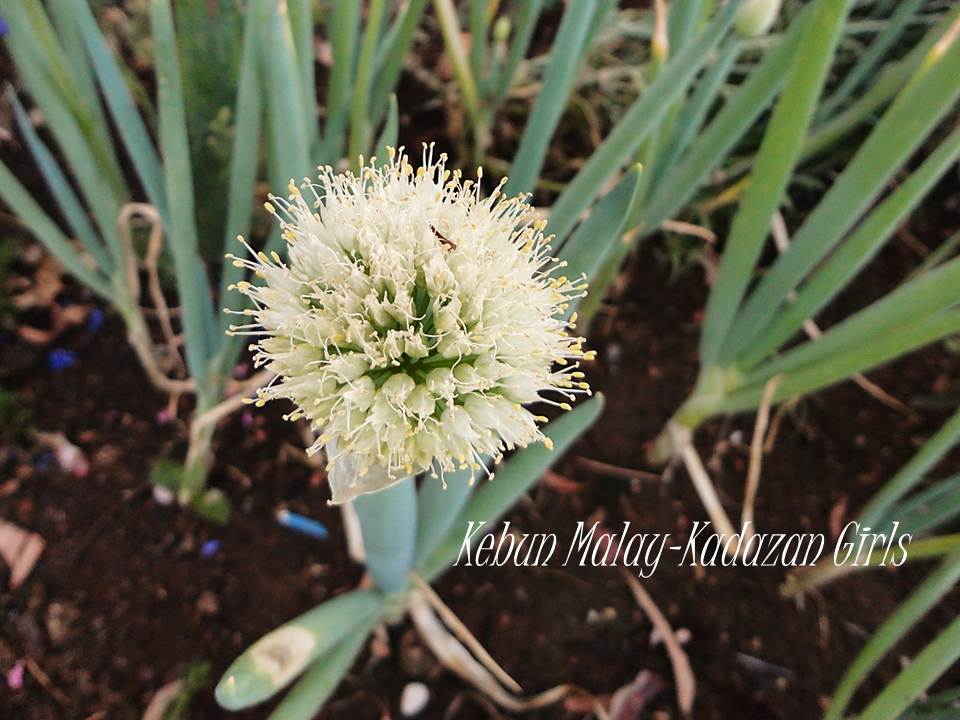 Kebun MalayKadazan girls Spring Onion Life Cycle