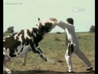 funny+cow+kung+fu+fight.gif
