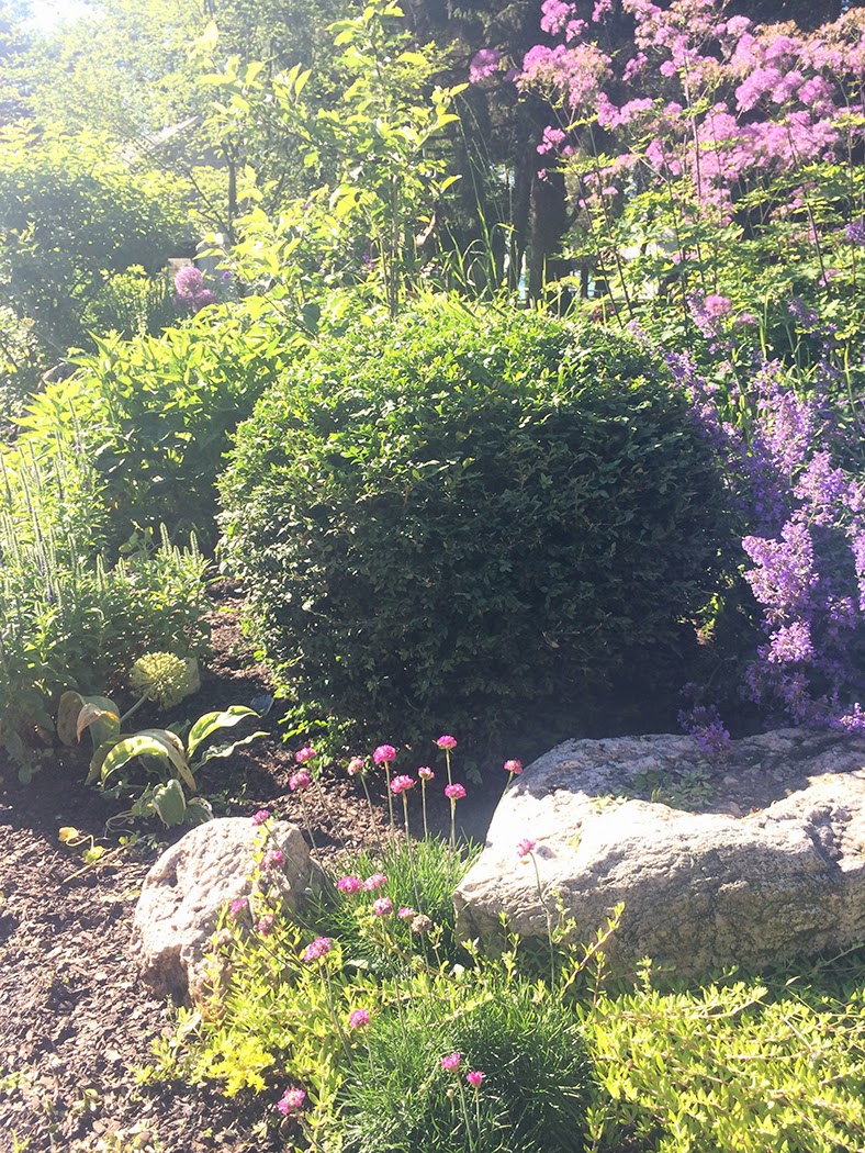 Pruning boxwood: The Impatient Gardener