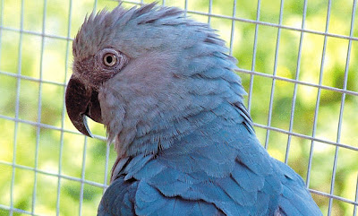 نقره لتكبير أو تصغير الصورة ونقرتين لعرض الصورة في صفحة مستقلة بحجمها الطبيعي