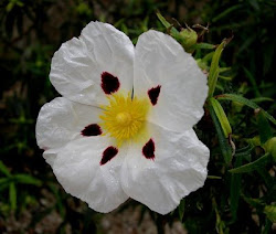 LA FLOR DE LA JARA