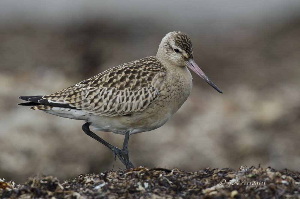 Aguja colipinta, Limosa lapponica, Bar-tailed Godwit Aguja colipinta, Limosa lapponica, Bar-tailed Godwit
