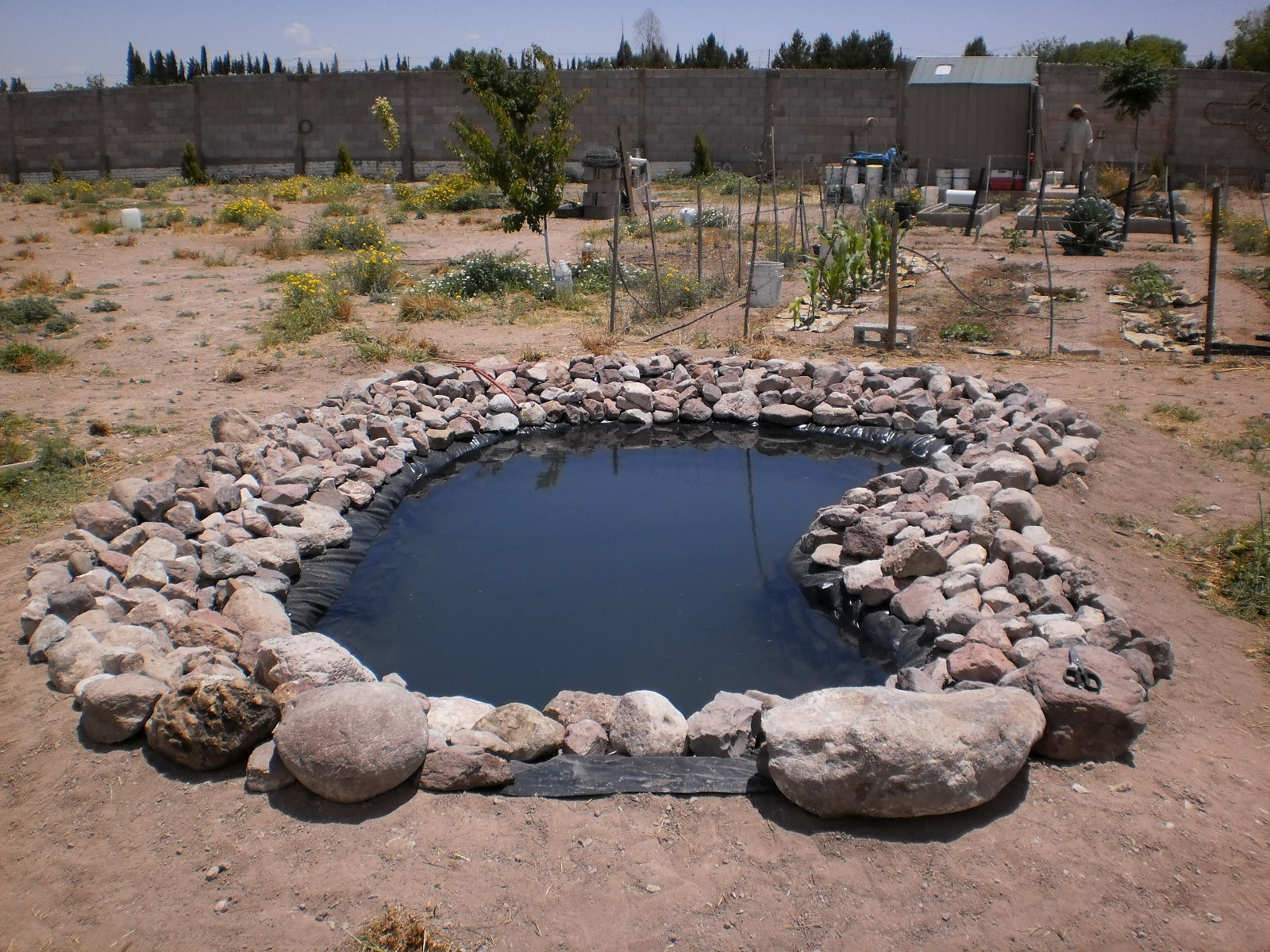 Las Golondrinas Margaritas Camalu El estanque de los Gansos y los Patos.