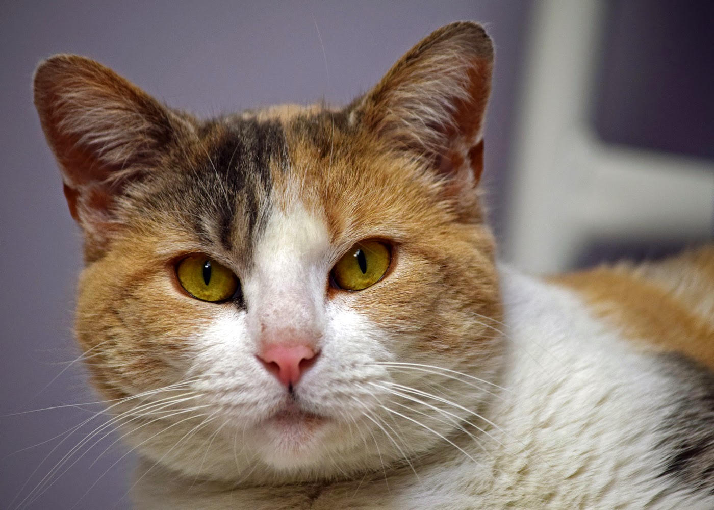 Animal Shelter Volunteer Life (Almost) Wordless Wednesday Martha