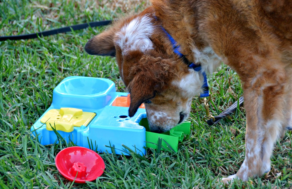The Dog Geek: Puzzle Toy Review: Toys'R'Us Treat Puzzle Dog Toy The  Everything Puzzle