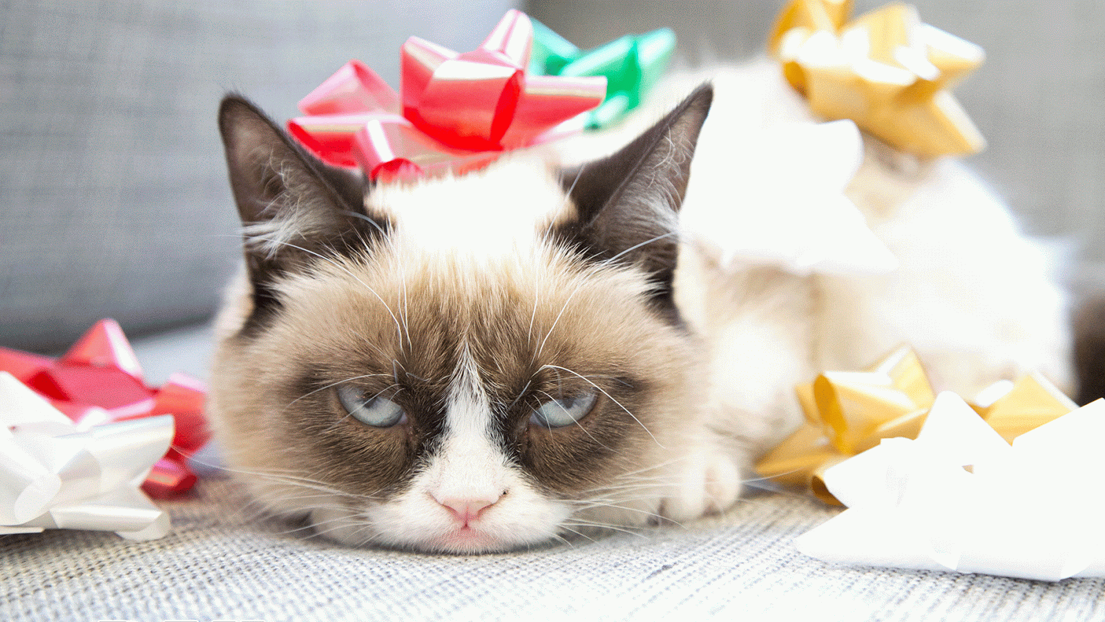 Top HD Wallpapers: Grumpy cat christmas wallpapers 2013
