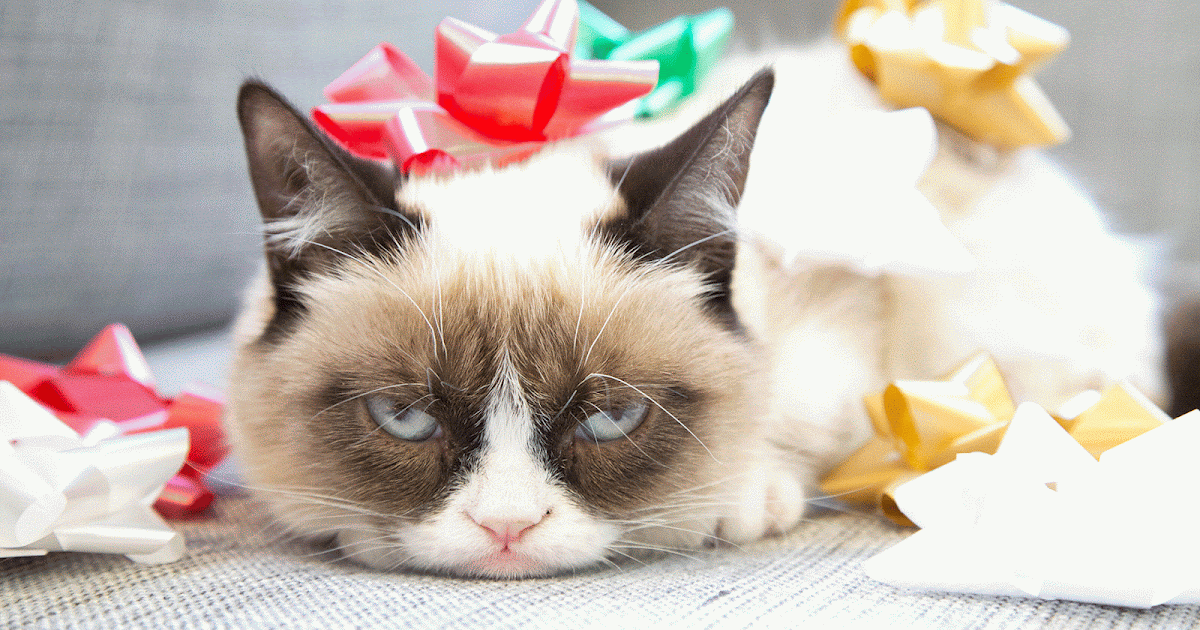 Top HD Wallpapers: Grumpy cat christmas wallpapers 2013